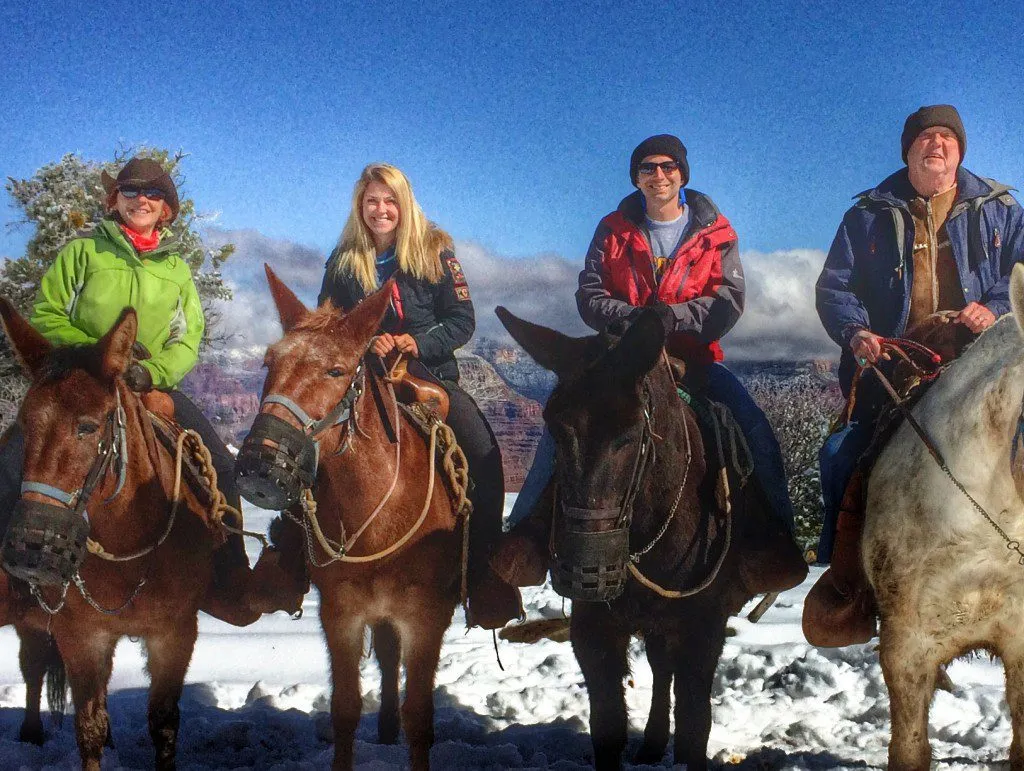 Grand Canyon mules