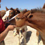 Warm Springs Ranch