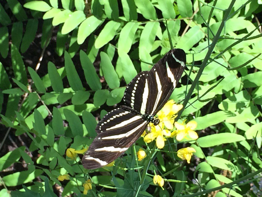 Buttefly Garden