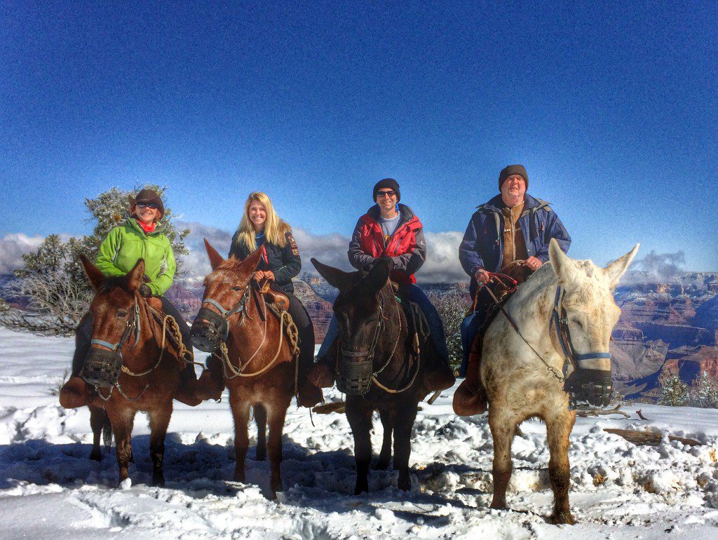 Grand Canyon Mules