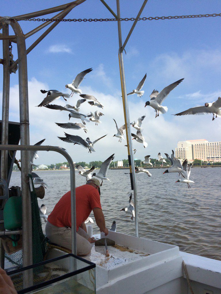 Shrimp Tour in Biloxi