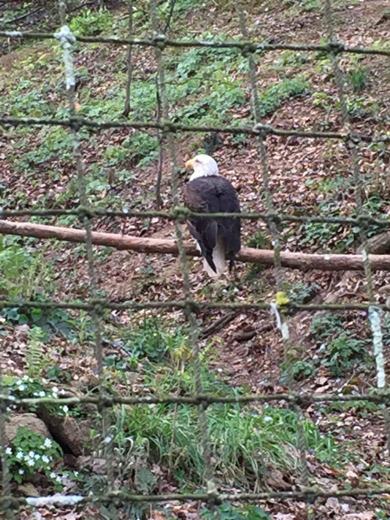 Bald Eagles