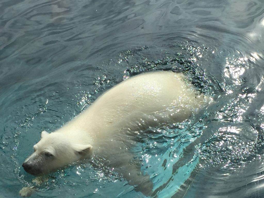 Baby Polar Bear