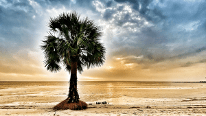 Port St Joe Florida Palm Tree