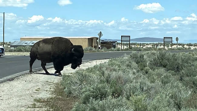 bison on antelope island state park