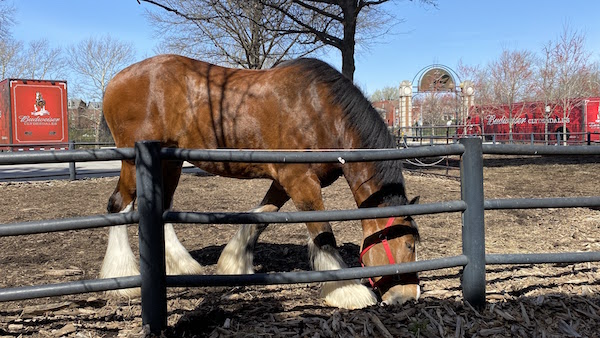 see the clydesdales