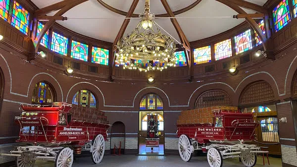see the Budweiser clydesdales
