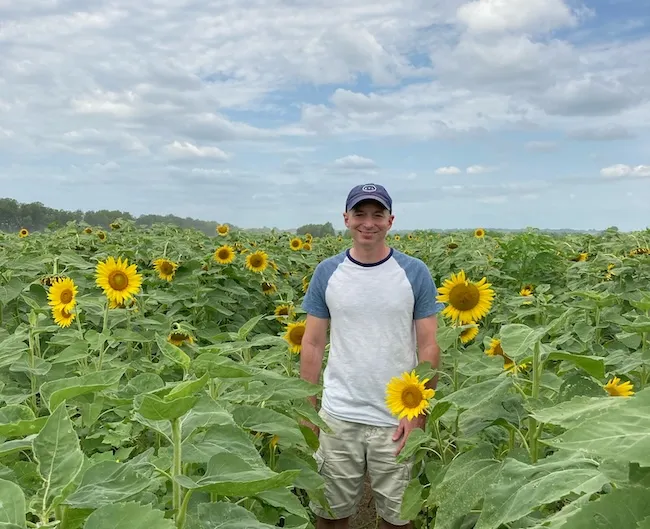 sunflowers in missouri
