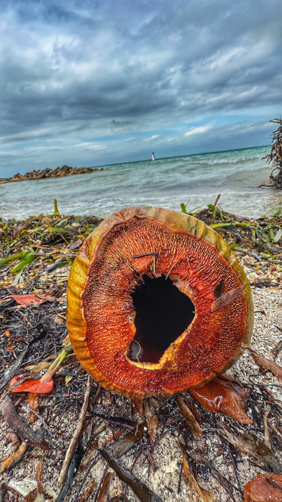 How to visit Biscayne National Park